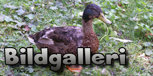 bildgalleri